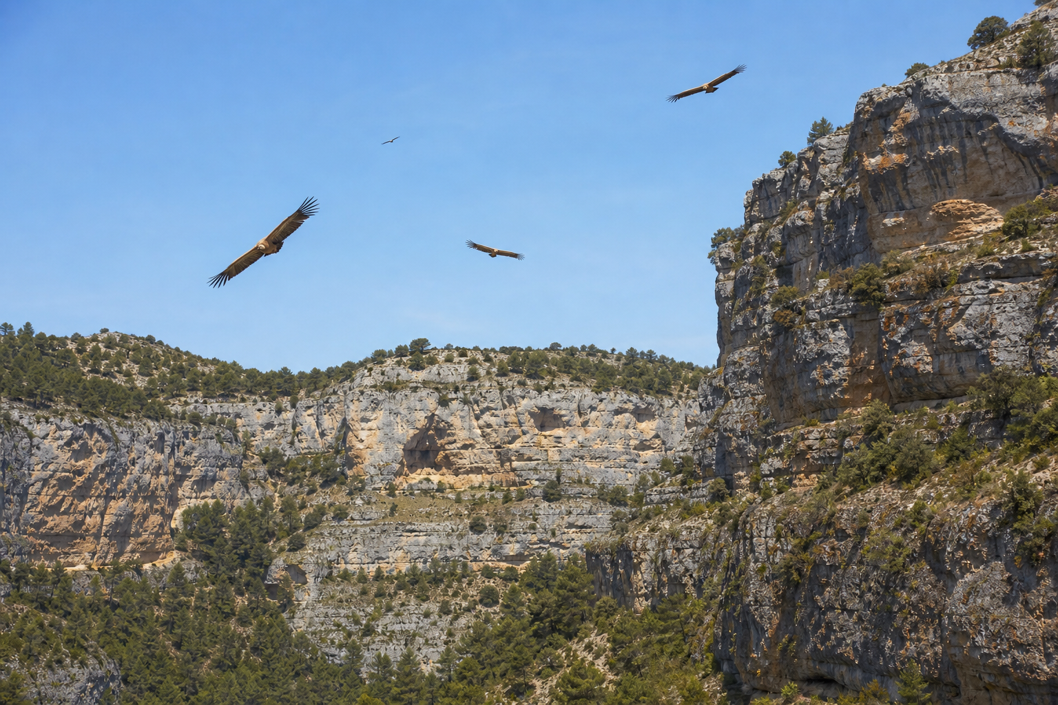 1proteccion-parque-natural-realista
